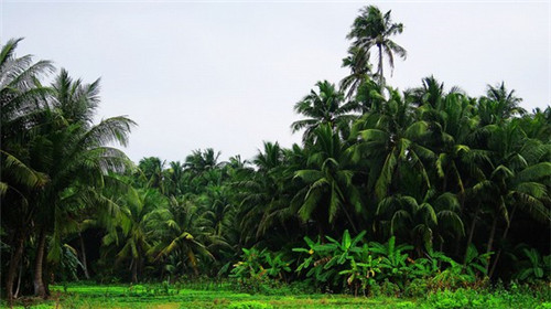科佳木地板是大品牌产品吗（科佳地板好不好）